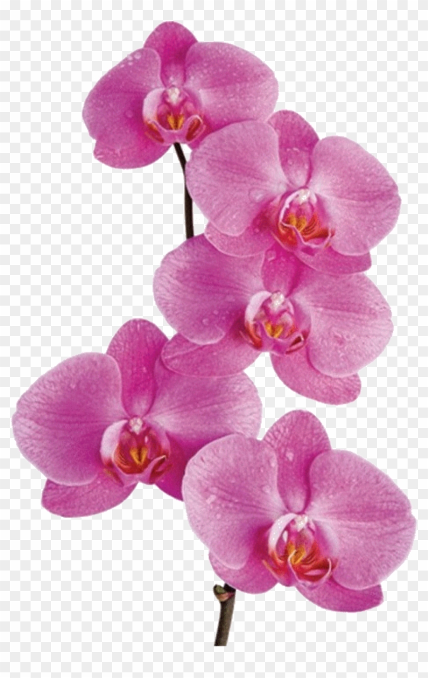 Flower Orchid Png #779751