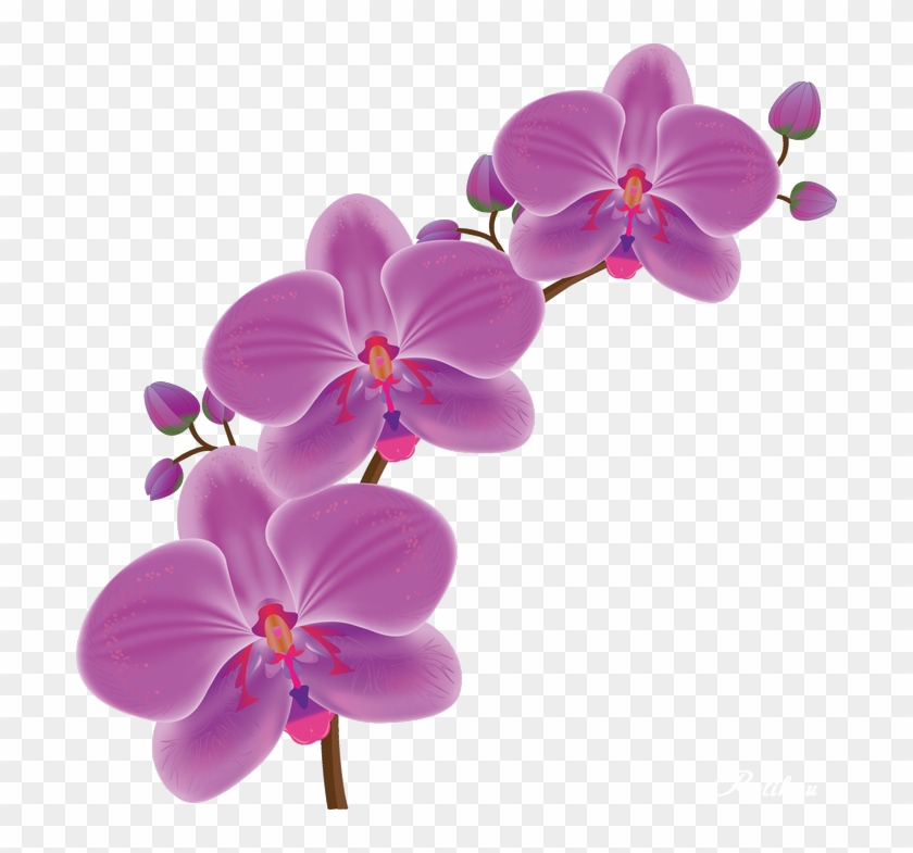 Orchid Drawing #779756