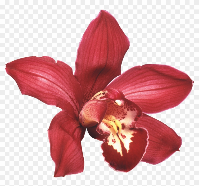 Png Клипарт "beautiful Orchids Flower" - Maroon Orchid Png #779759