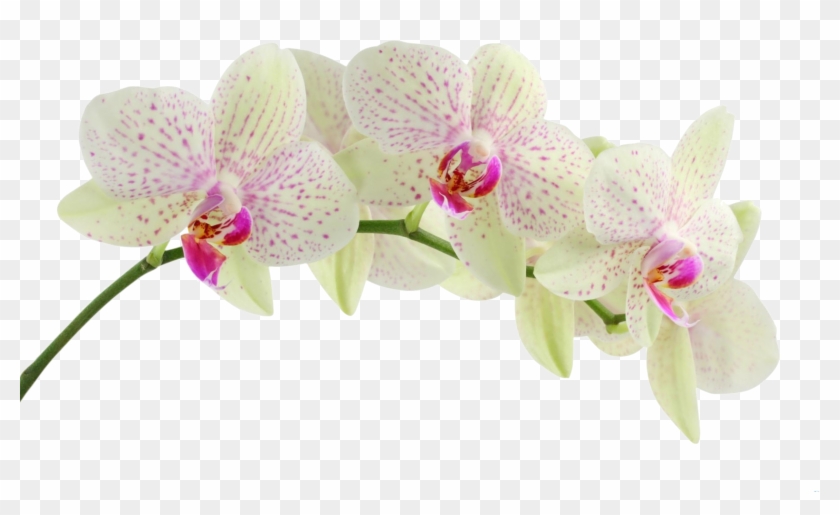   Orchid Transparent Frame Png #779763