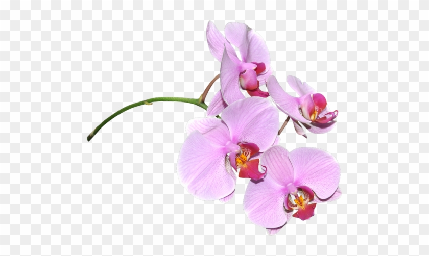 Publicat De Eu Ciresica La - Orchidées Png #779767