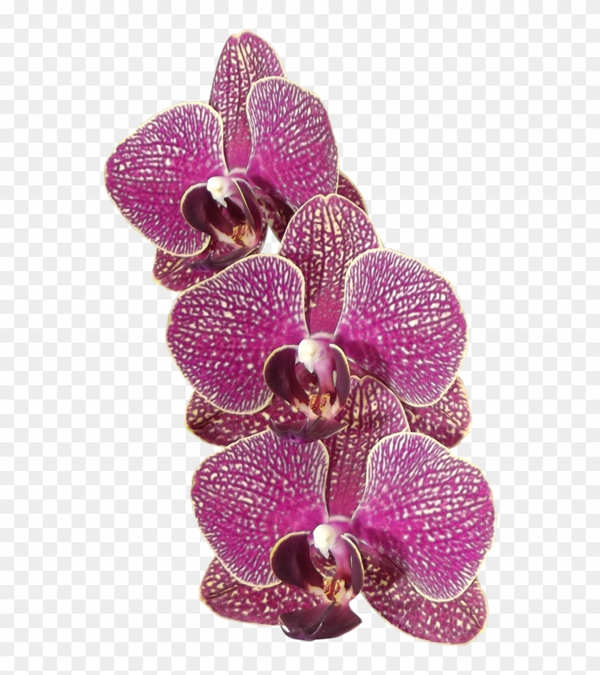 Orchid Flowers 1 Png By Adagem - Orchid Leaf Transparent Png #779802