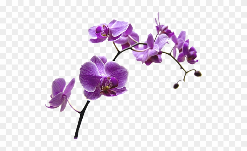 Pics Photos Transparent Red Orchid Png - Orchidée Png #779805