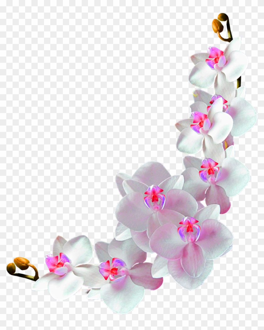 Orchids Film Frame Photography Clip Art - Frame Orchids Flowers Png #779831
