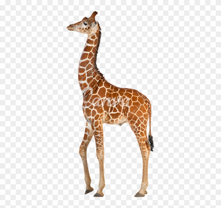 Somali Giraffe, Commonly Known As Reticulated Giraffe, - Giraffe Stock #779887