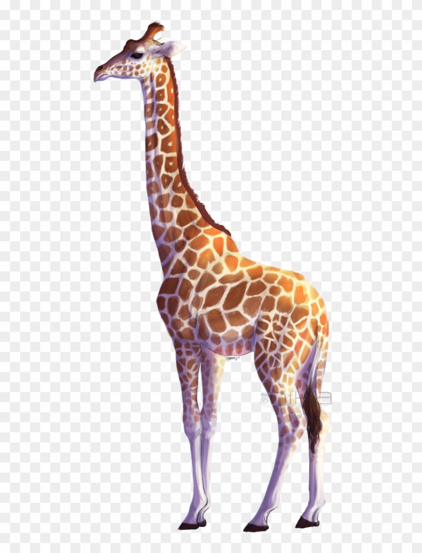 Giraffe Png - Giraffe Transparent Background #779915