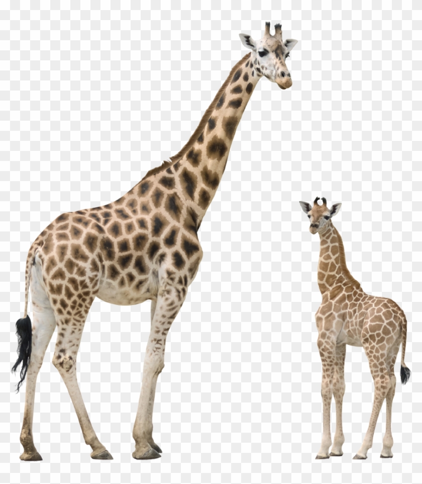 Download Giraffe Png Transparent Images Transparent - Giraffe Png #779942