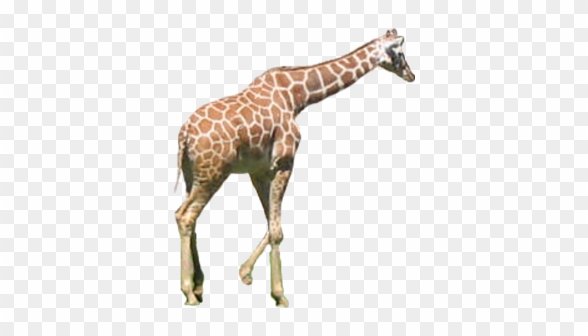 Giraffe Psd - Tux Paint Giraffe #779945