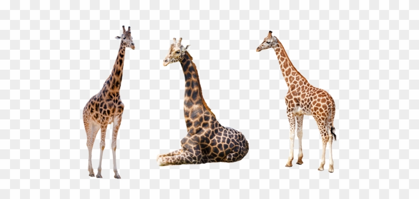 Giraffe Trio 2 Png By Chaseandlinda - Giraffe Png #779947