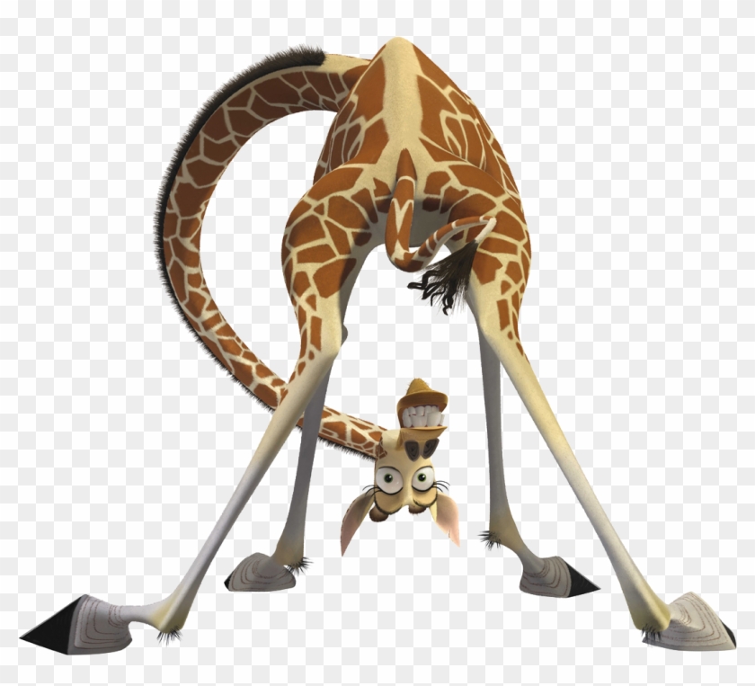 Melman Alex Gloria Giraffe Madagascar - Melman Madagascar Png #779951