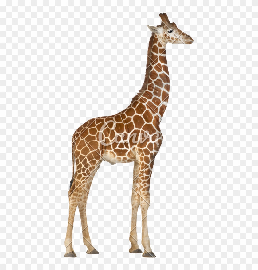 Somali Giraffe, Commonly Known As Reticulated Giraffe, - Giraffa Camelopardalis Png #779952