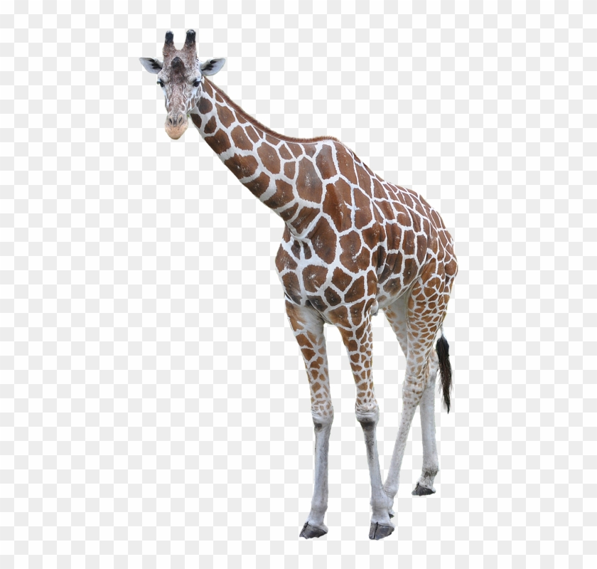 0 Giraffe Png Images Free Download Giraffe Png Images - Giraffe Png #779971