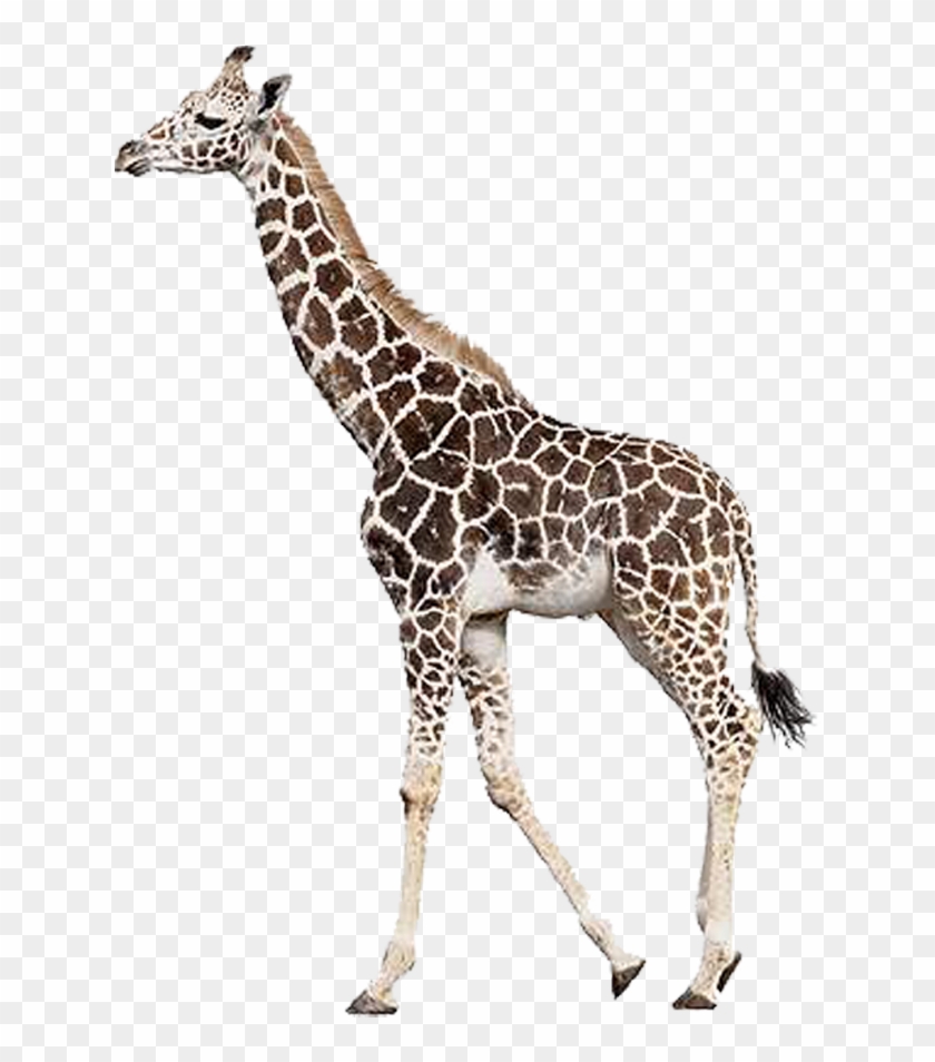 Rothschild's Giraffe Northern Giraffe Leopard Mammal - Giraffe #779974