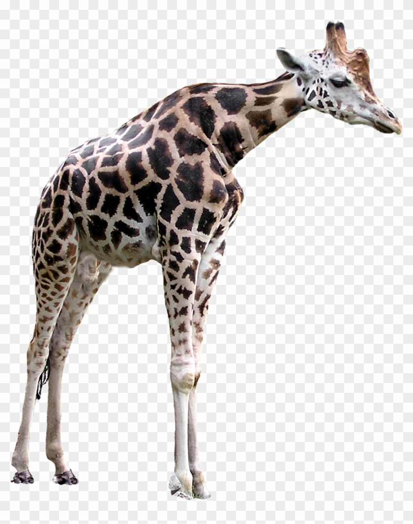 Short Necked Giraffe By Reitanna-seishin - Giraffe With A Short Neck #780072