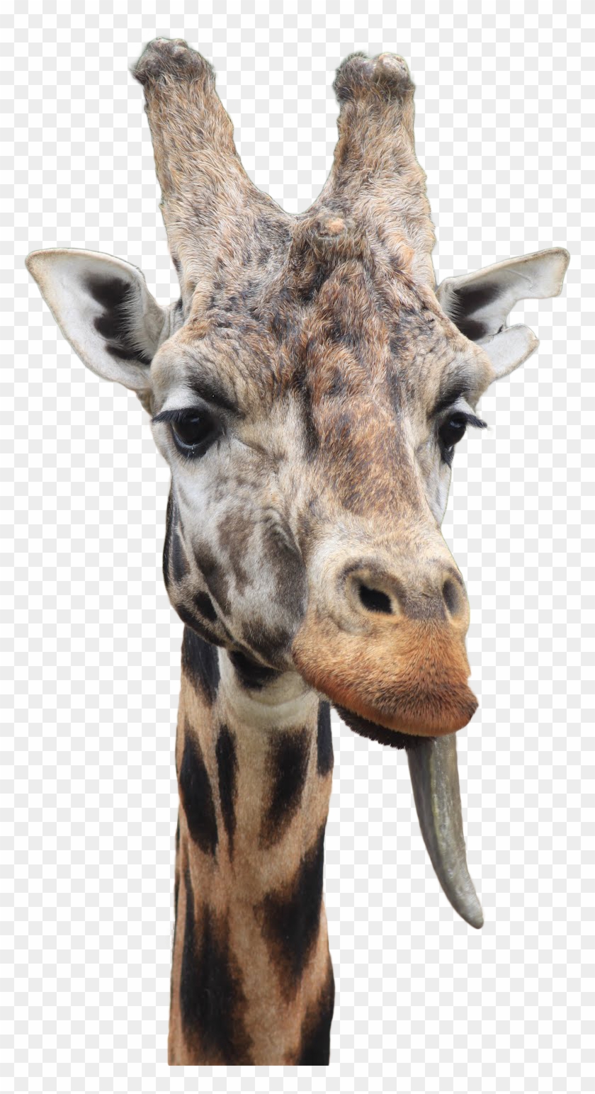 Giraffe With Tongue Out - Giraffe #780089