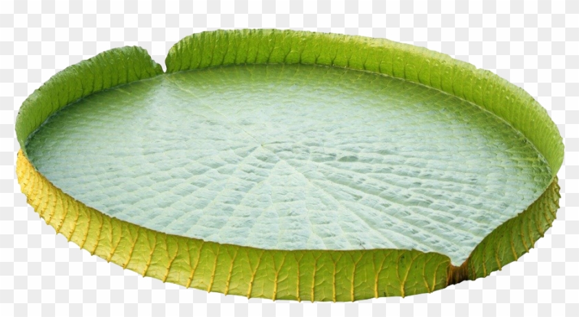 Victoria Amazonica Water Lily Leaf Nelumbo Nucifera - Victoria Amazonica Water Lily Leaf Nelumbo Nucifera #780409