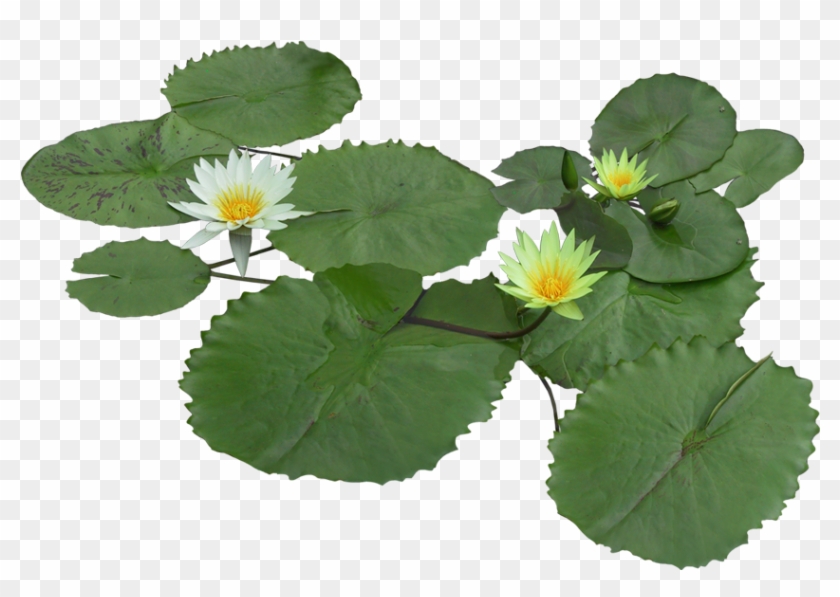 Nymphaea Alba Pygmy Water-lily Flower Aquatic Plant - Lirio Acuatico Png #780496