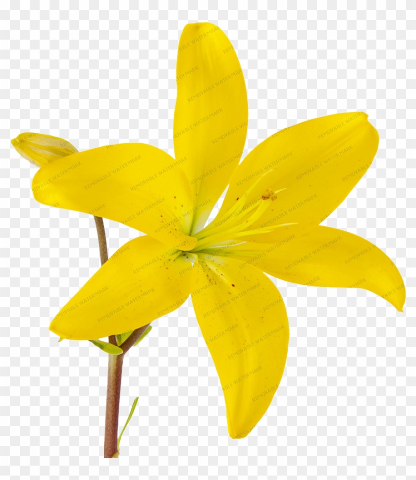 Asiatic Lilies - Lily #780507