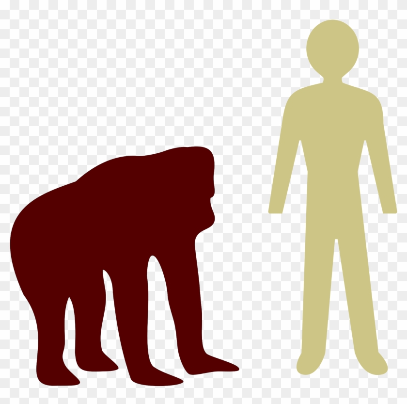 Open - Orangutan And Human Size #780771