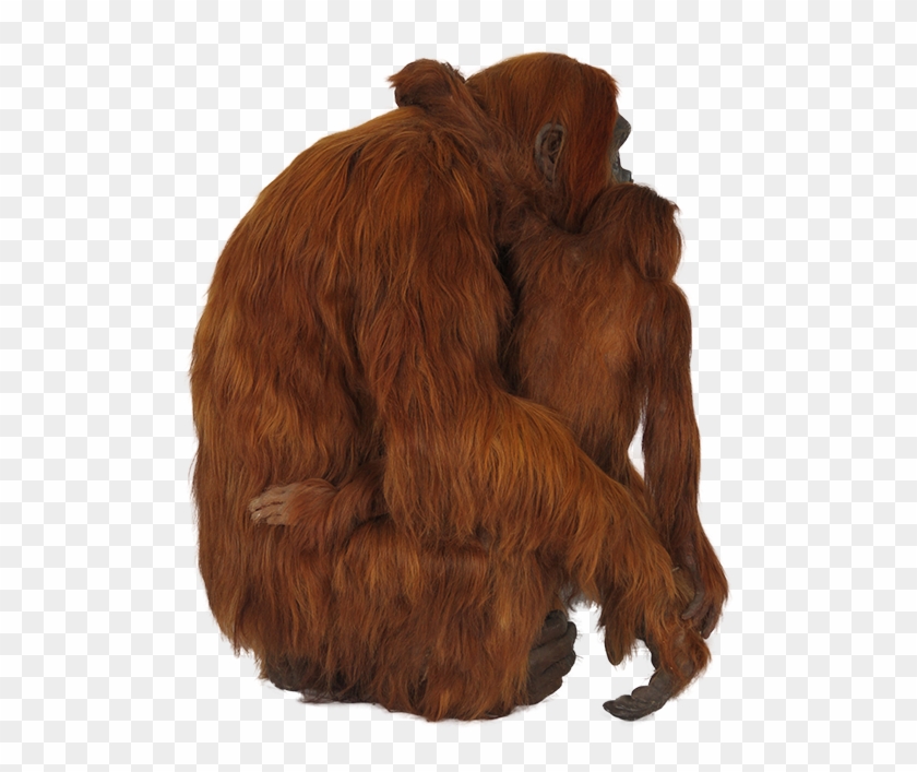 Orangutan Png - Orangutan #780798