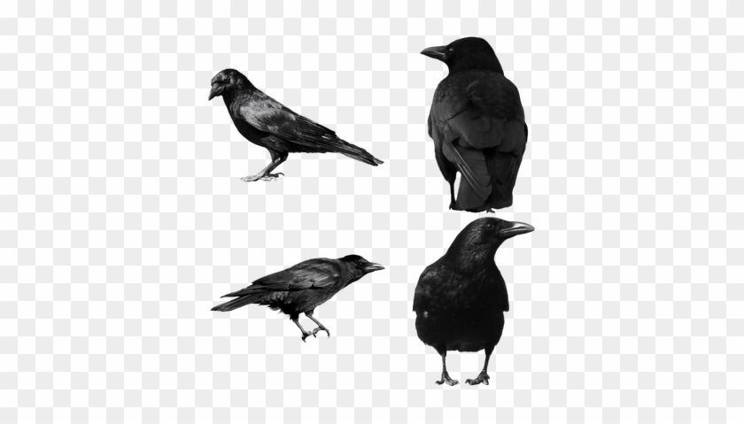 Top Quality Crows Transparent Png Images, Clipart Pictures - Crow Clipart #780966
