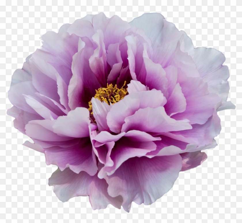 White And Purple Peony - Transparent Background Purple Flowers #781450