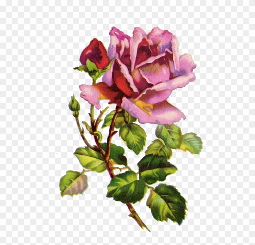 ✿fragrant Scent Of Roses✿ Purple Rose - Vintage Flower Watercolor Painting #781703