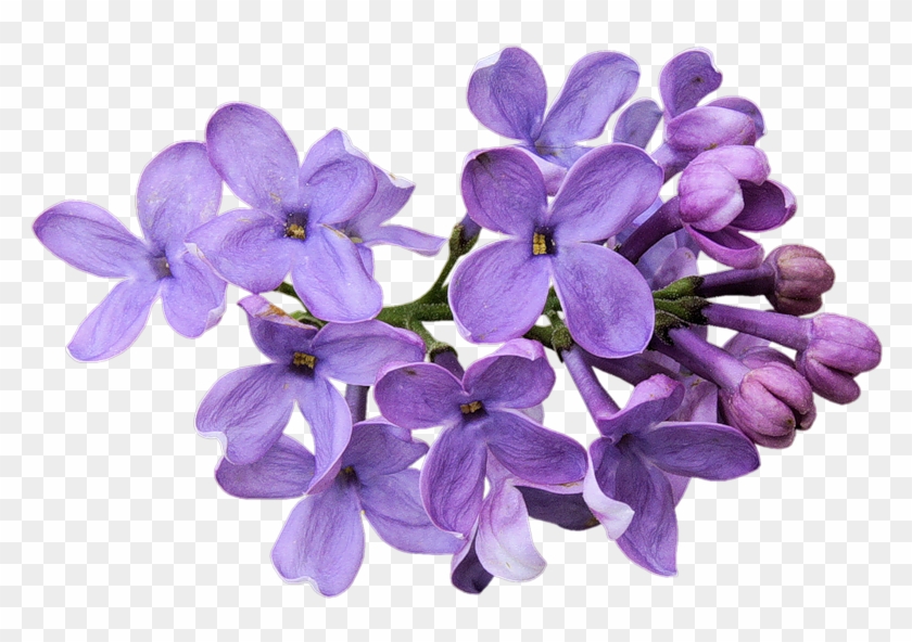 Flower Images, Purple Flowers, Hair Slide, Collages, - Flores Violetas Png #781728