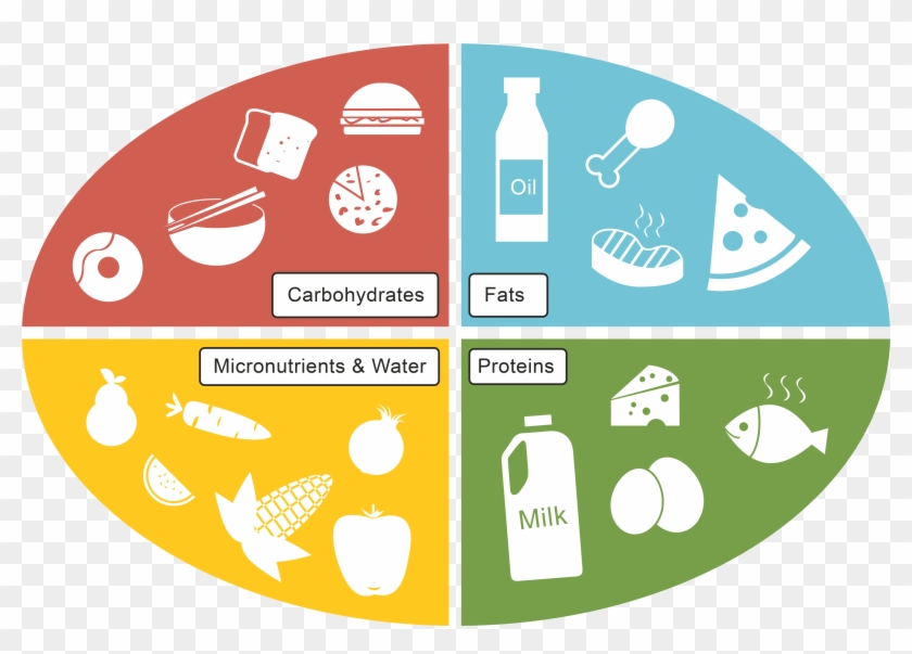 Carbohydrates Fats And Proteins Worksheet - Graphic Design #782475