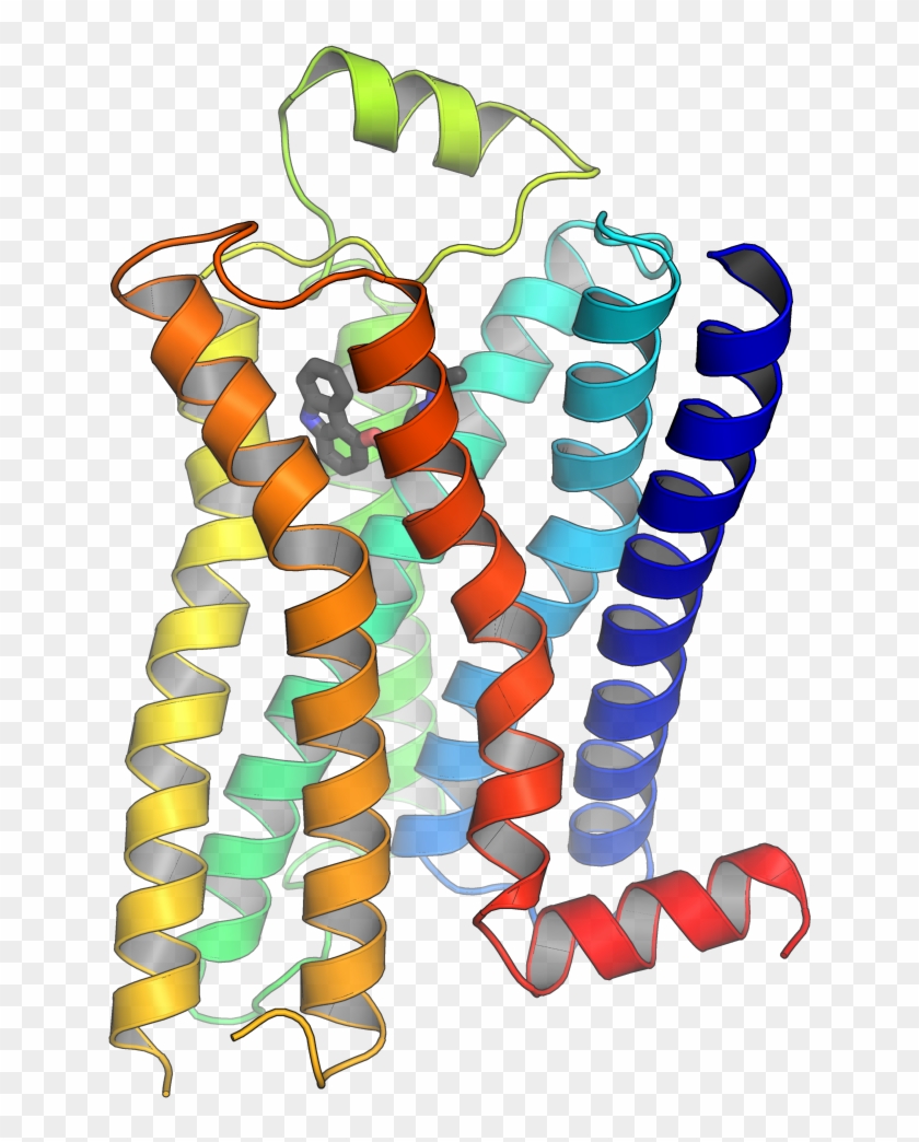 G Protein Coupled Receptors 3d Structure #782481