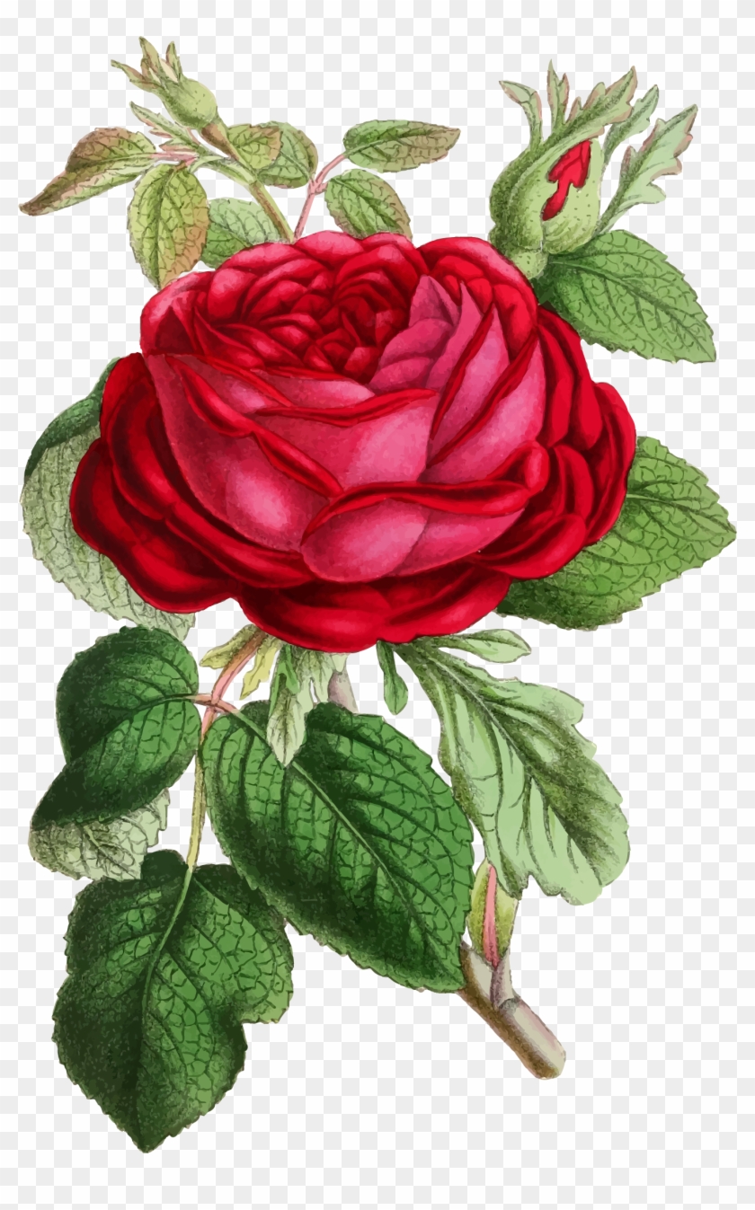 Vintage Rose Illustration - Vintage Rose Illustration #782603