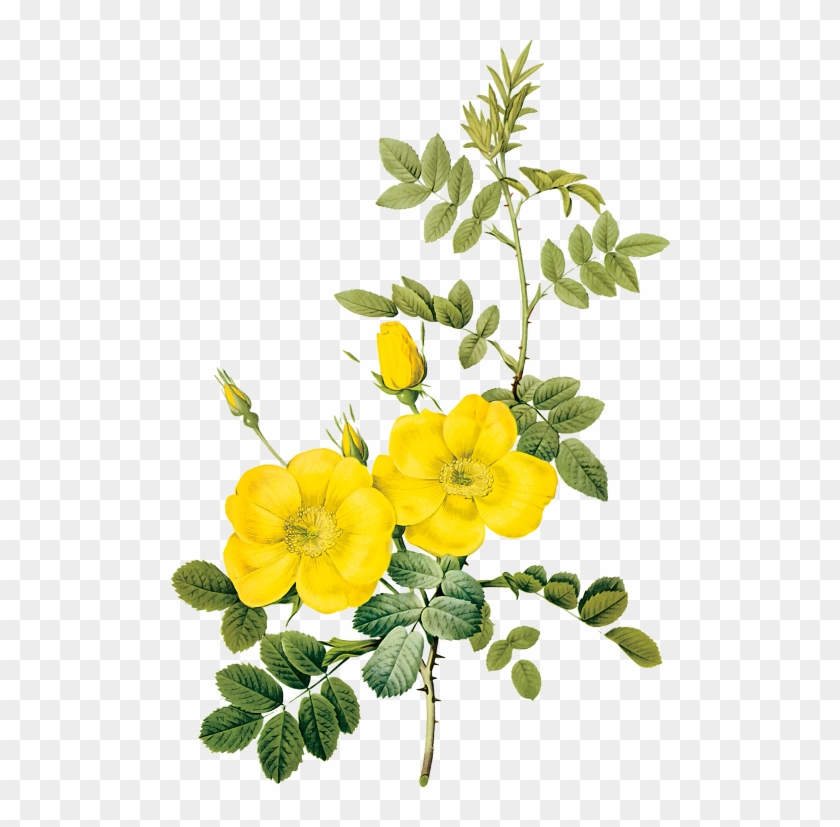 Yellow Flower Paintings Images Flower Decoration Ideas - Yellow Flower Illustration #782643