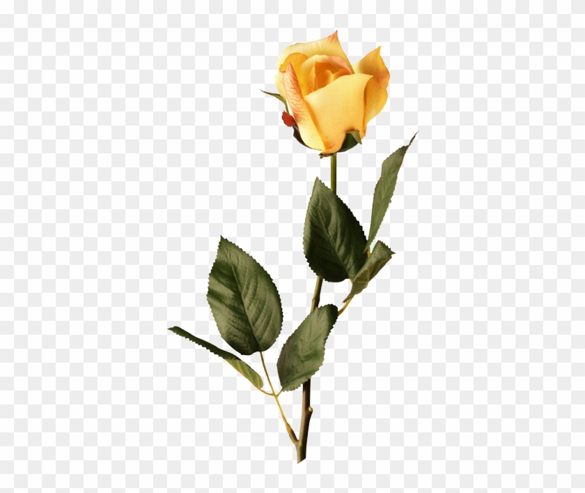 Picture Suggestion - Rosa Yellow Png #782666