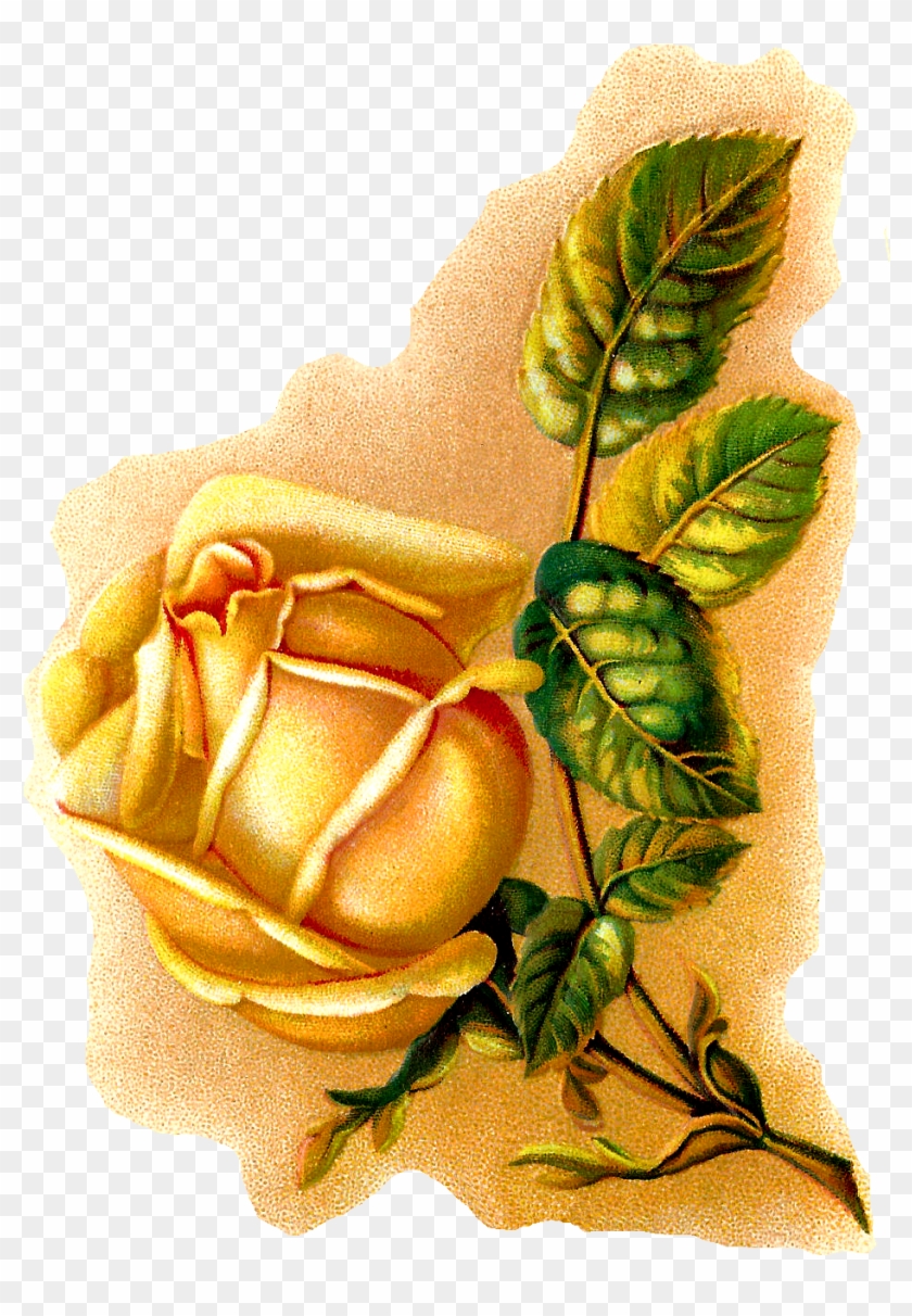 Rose Flower Illustration Botanical Vintage Art - Yellow Rose Vintage Illustration Pillow Case #782681