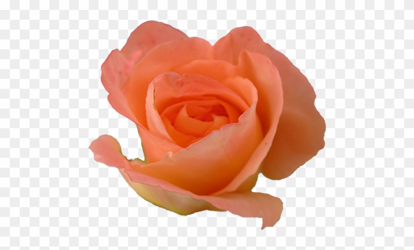 Transparent - Peach Rose #782762