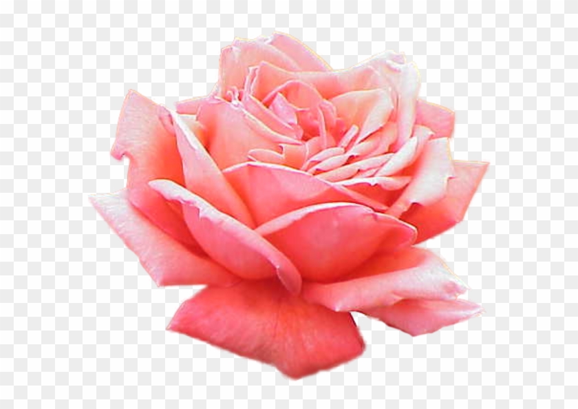 Extracted Pink Rose Free Images At Clker - Significado Del Color De Las Rosas #782765