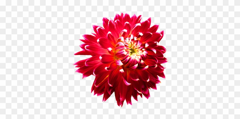 Flower Image Gallery - Dahlia Png #782770