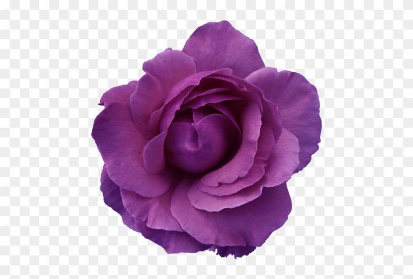 Purple Rose Clipart Transparent Background - Light Blue Flower Transparent Background #782794