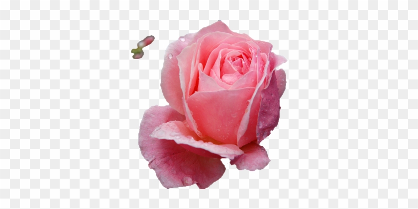 Photo Of Rose Image With Transparent Background - Роза Прозрачный Фон #782812