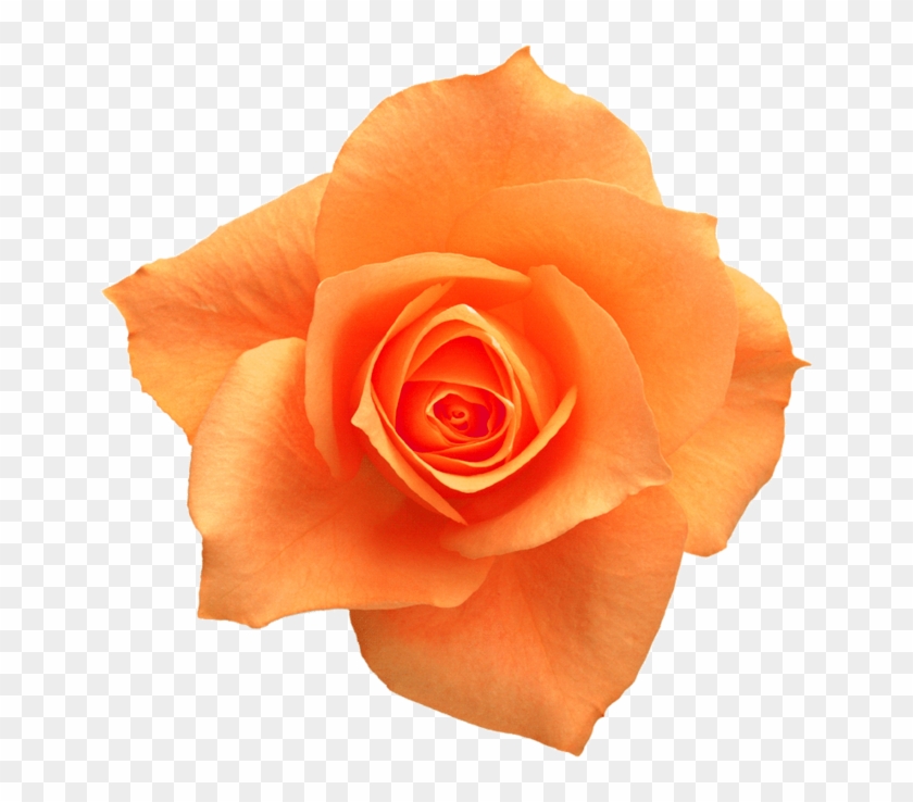 Rose Yellow Flower Clip Art - Rose Yellow Flower Clip Art #782879