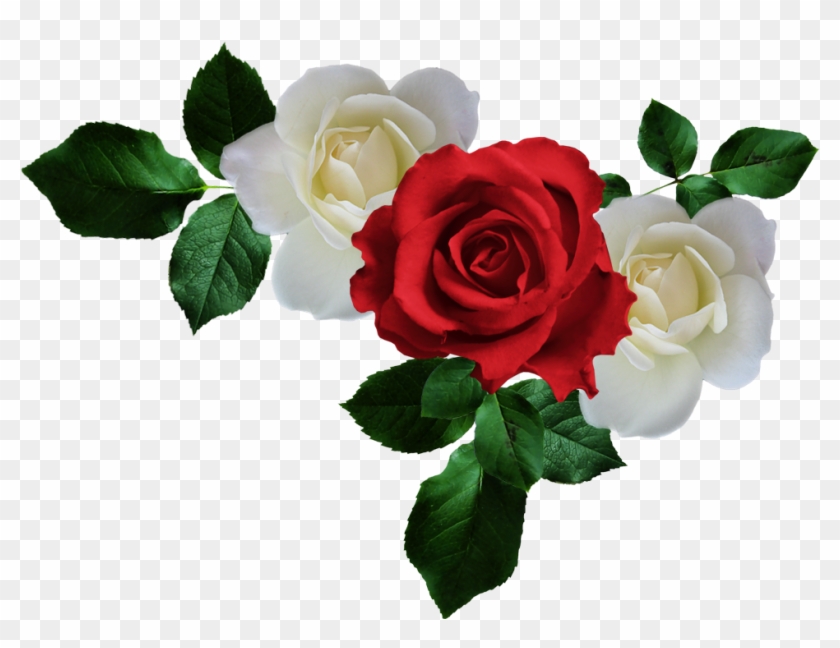 Arana Альбом «clipart / Clipart2 / Scarlet And White - White Rose #782854