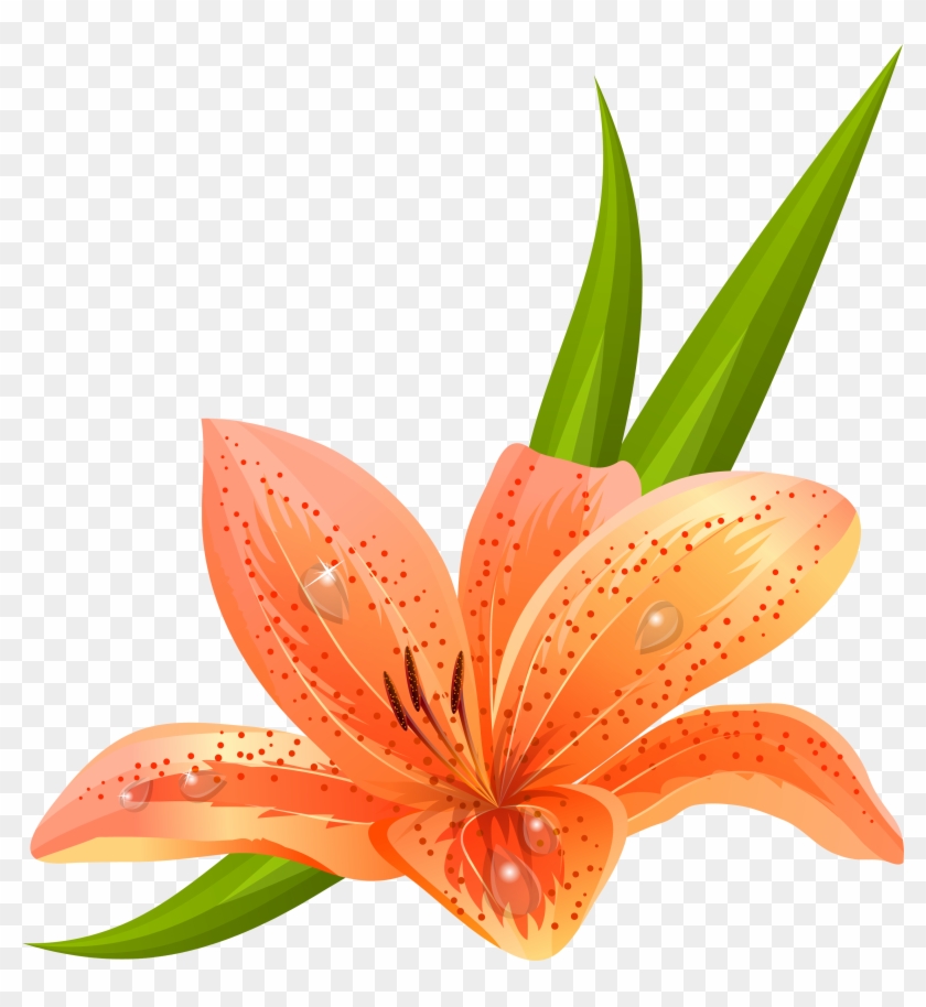 Orange Flower Clipart Lilium - Orange Flower Clipart Lilium #783043