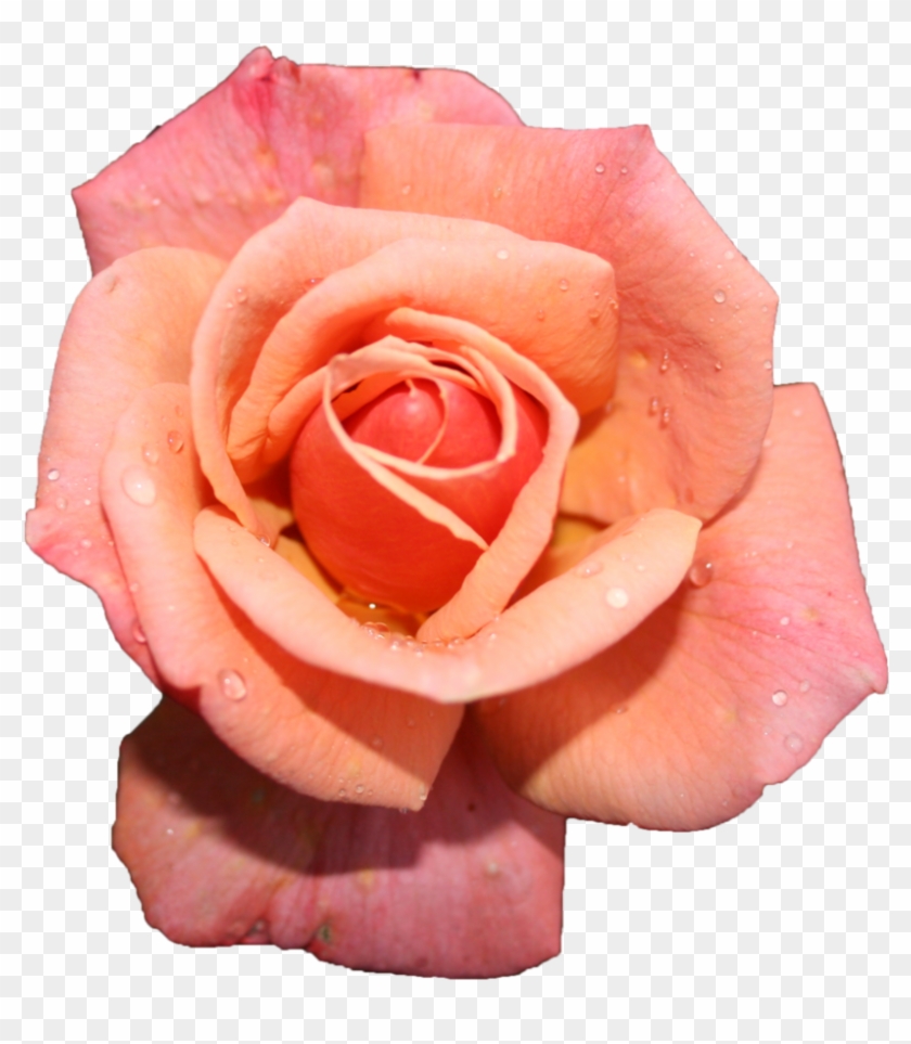 Pink Rose Stock Cutout By Hrscgirl - Rose #783152