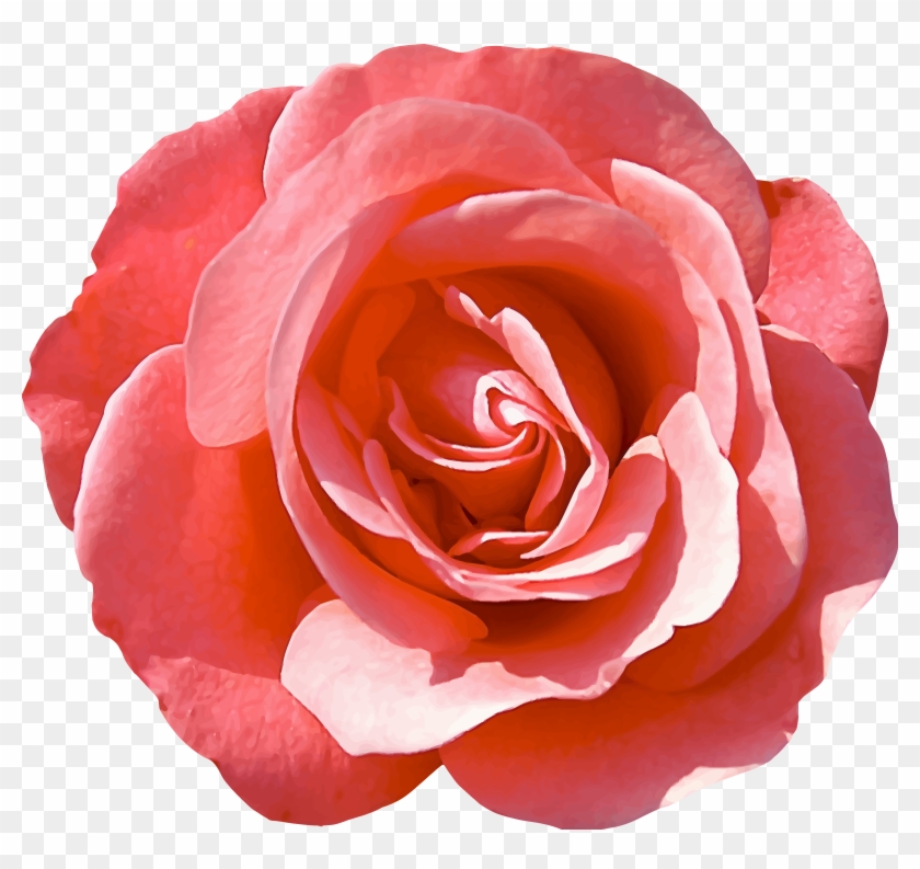 Rose 16 - Sisley Izia Eau De Parfum 50 Ml 50 Ml #783162