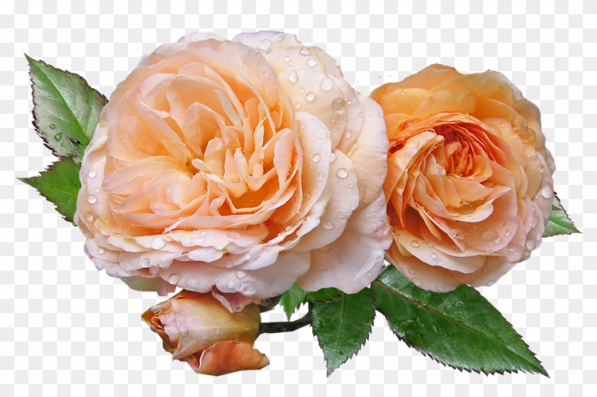 Roses, Apricot, Leaves, Flower - Roses With Leaves Transparent #783164