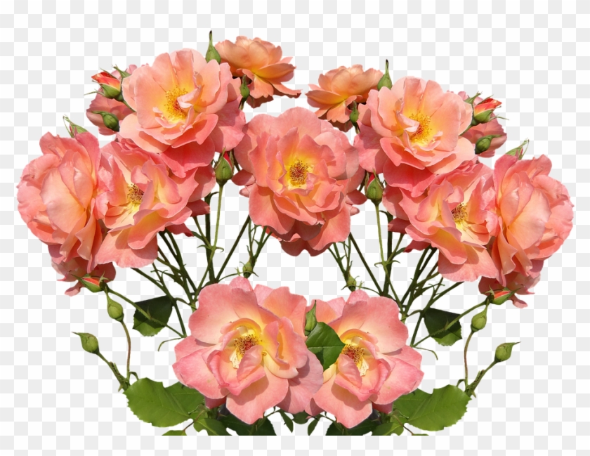 Graphics Of Roses 13, Buy Clip Art - صور ورود #783217