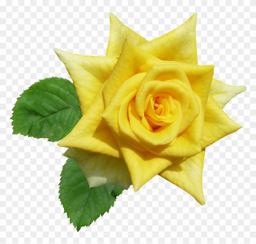 Rose, Yellow, Flower, Summer - Yellow #783231