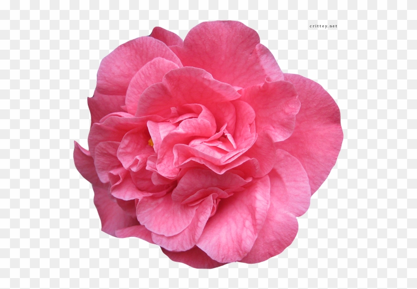 Real Flower Vector Png #783236
