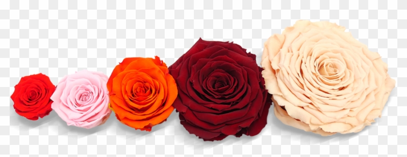 Choose Your Size - Rose Size Comparison #783251