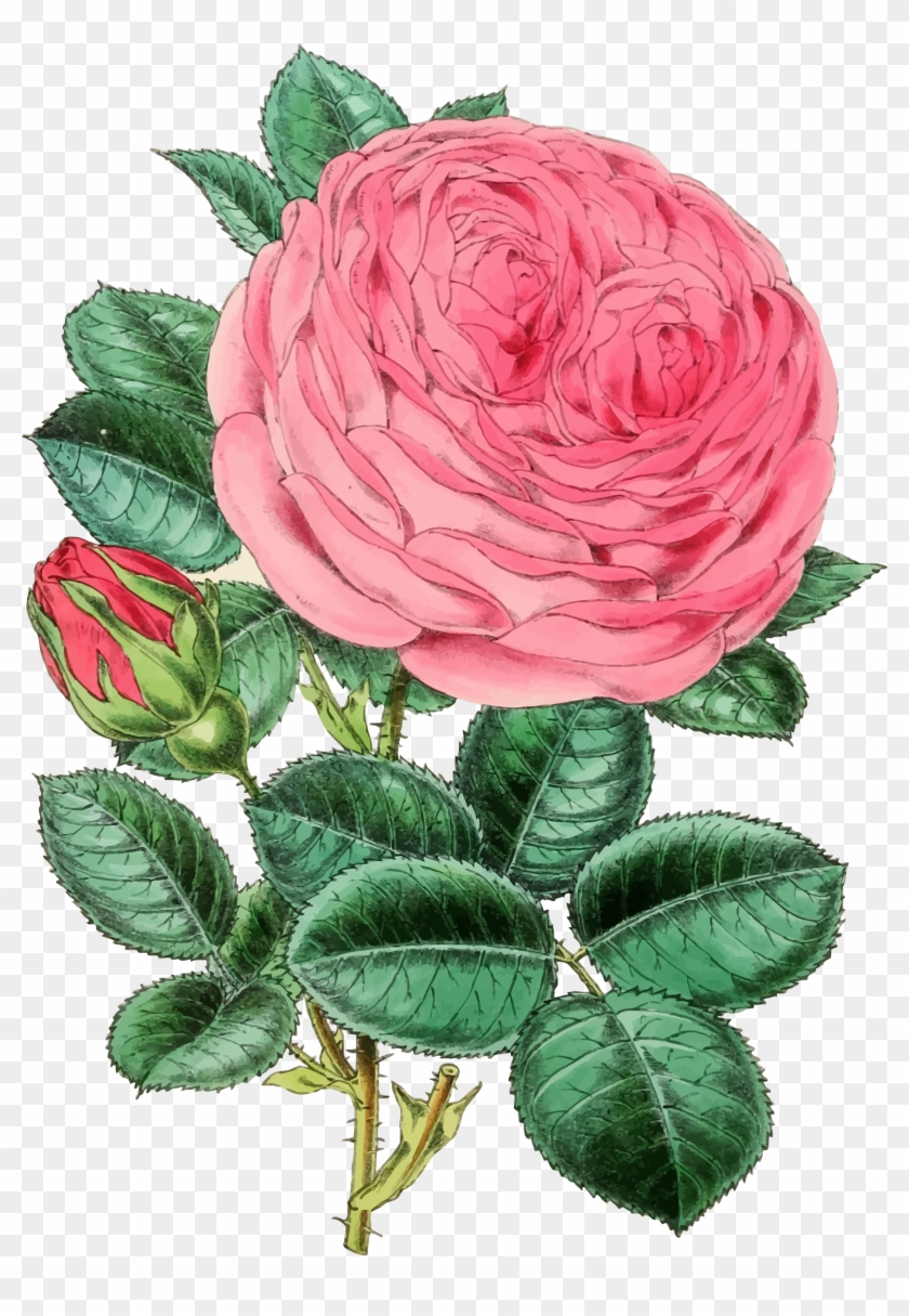 Vintage Rose Illustration 2 - Rose Pink Png Vintage #783305